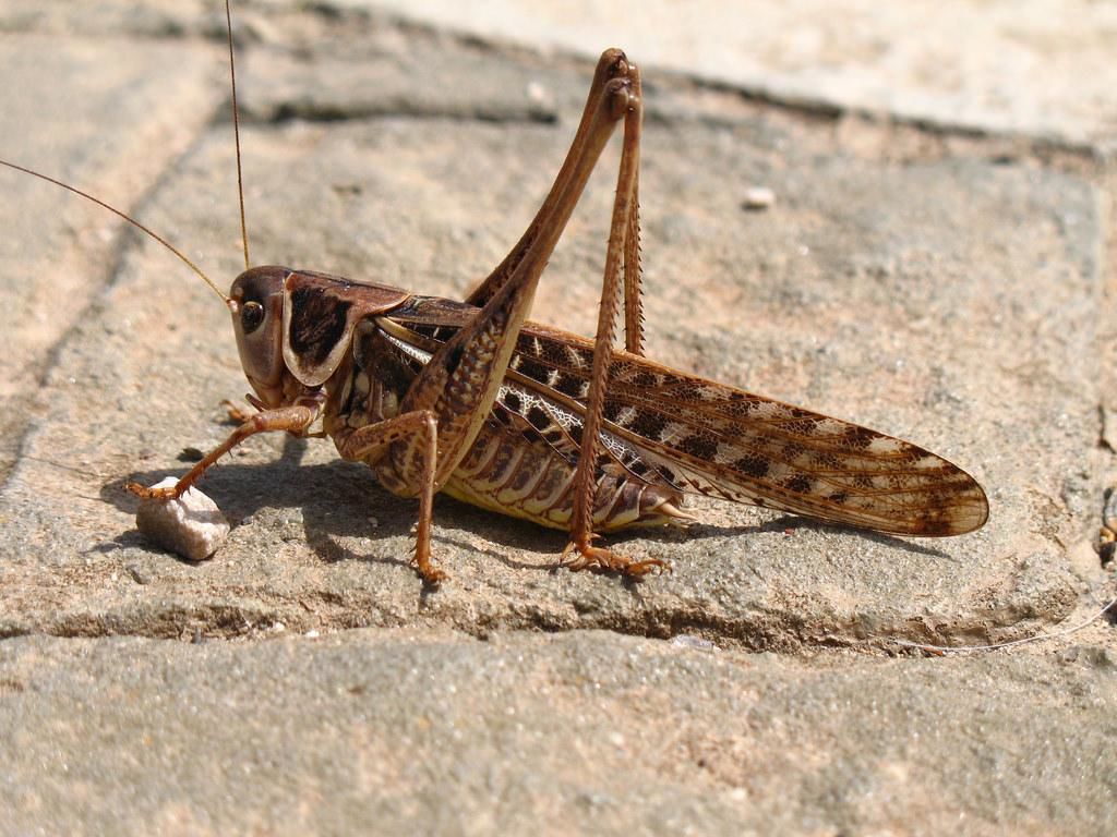 Crickets